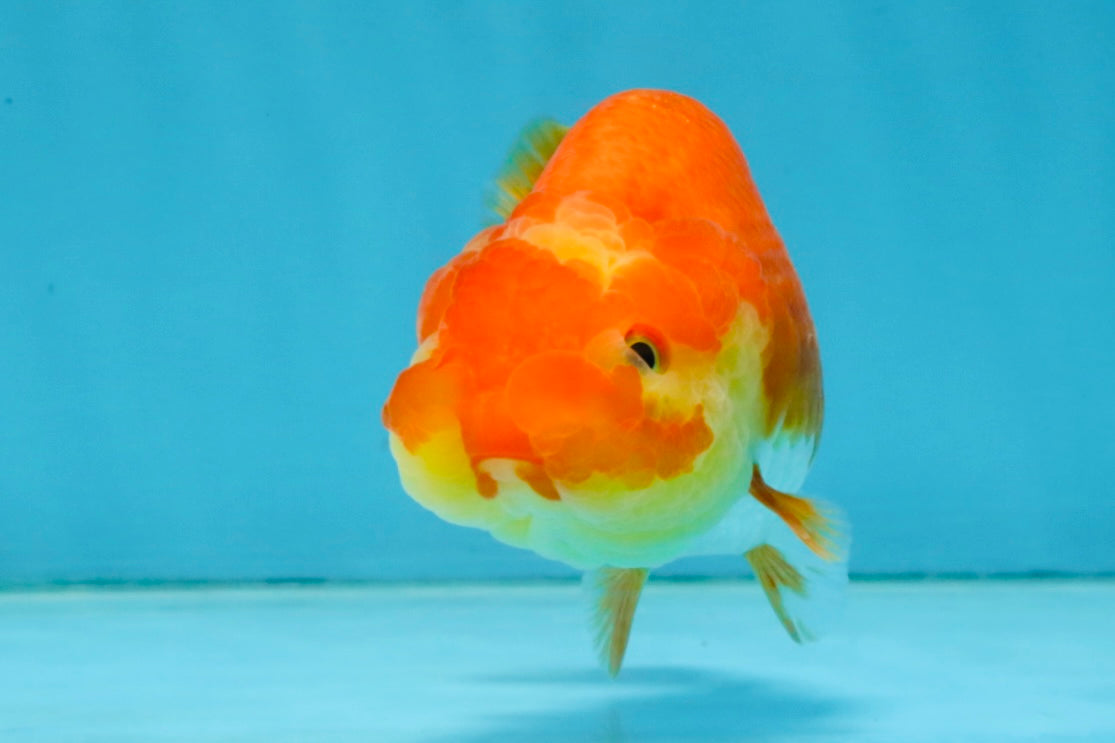 Red White Lionchu Female 4-4.5  inches #121225LC_12