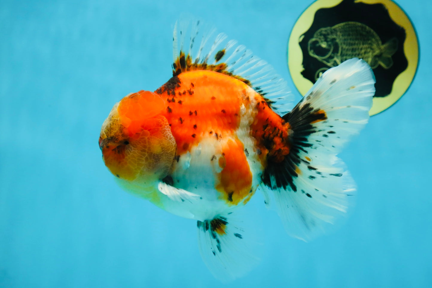 AAA Grade RARE Godzilla Calico Sakura Oranda Male 5.5 inches #051625OR_20