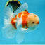 AAA Grade CHONKY Sakura Oranda Male 6 inches #082225OR_10