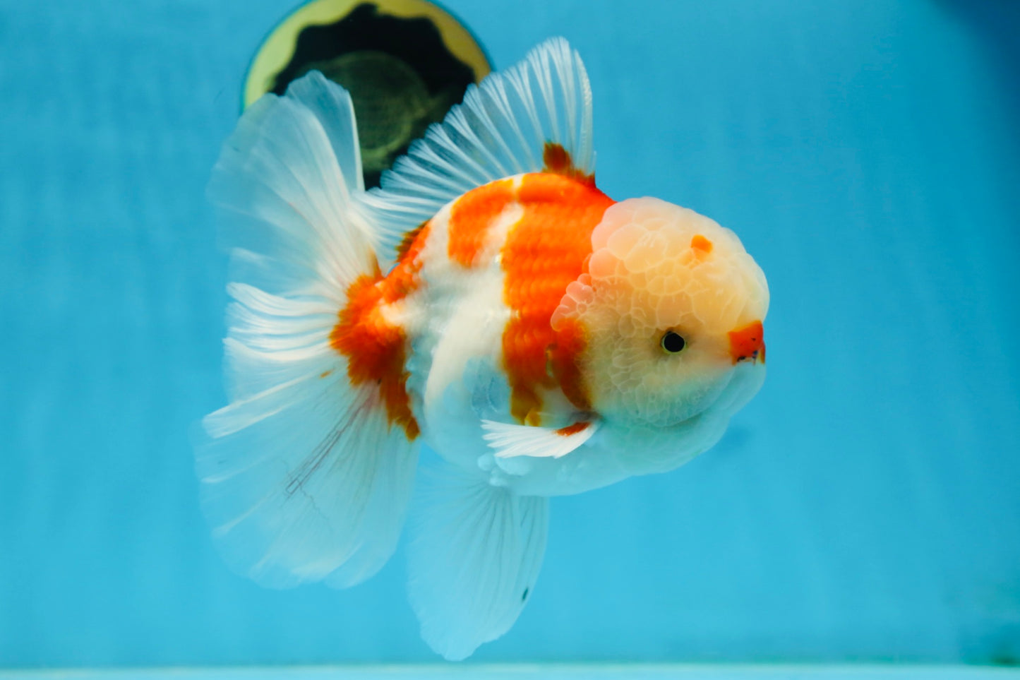 AAA Grade CHONKY Sakura Oranda Male 6 inches #082225OR_10