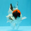 A Grade Tricolor Oranda Male 5.5 inches #030626OR_21