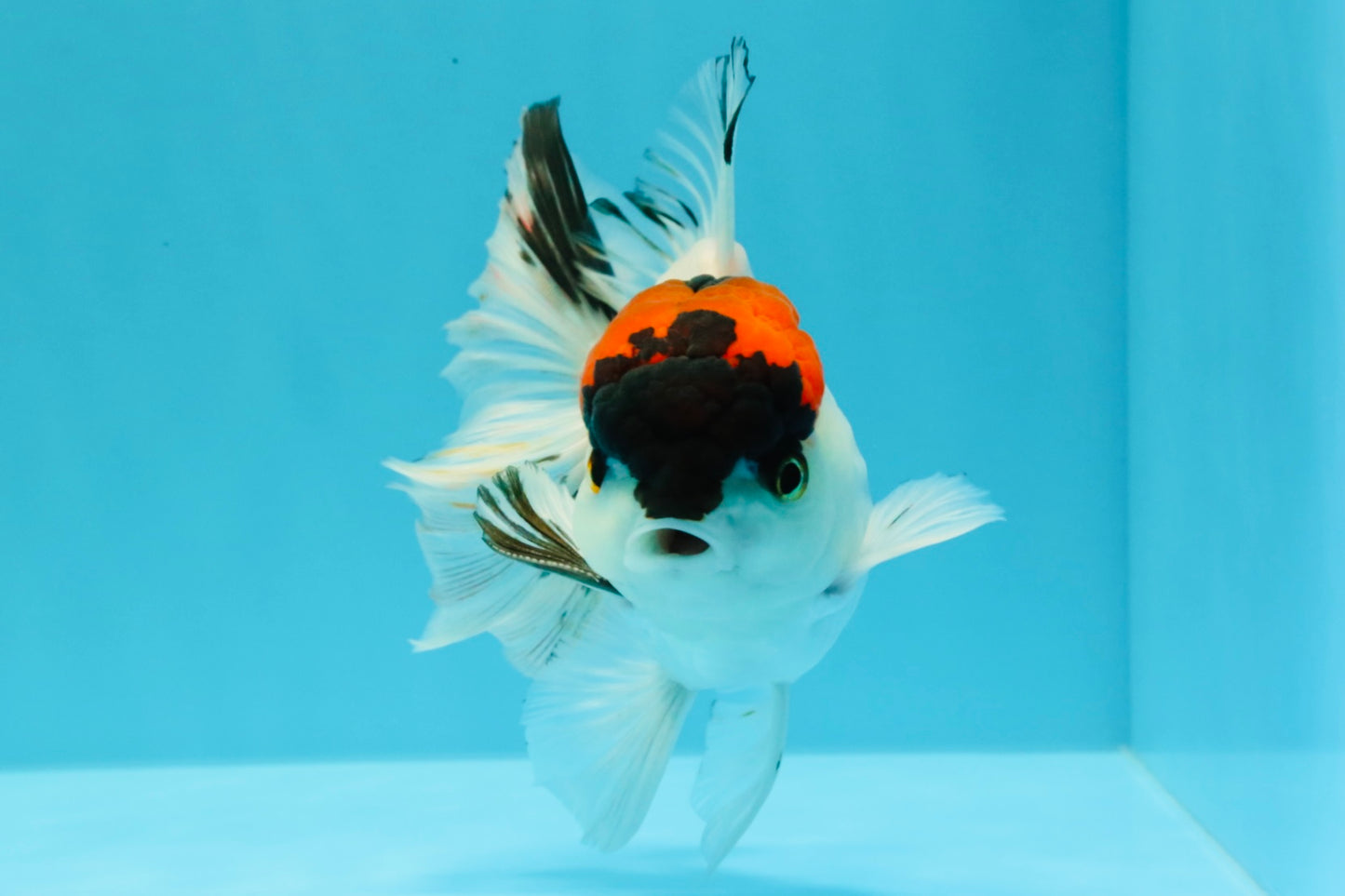 A Grade Tricolor Oranda Male 5.5 inches #030626OR_21