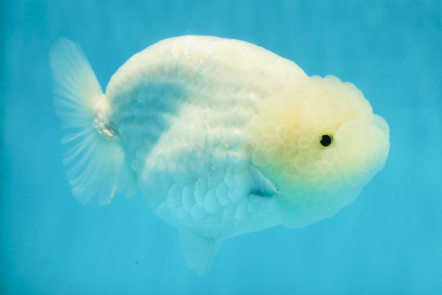 RARE A Grade Sakura Snow White LionQueen 5-5.5 inches #050225LC_13