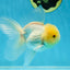 A Grade White Oranda Male 5 inches #060625OR_22