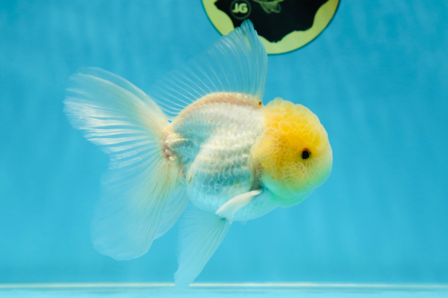 A Grade White Oranda Male 5 inches #060625OR_22
