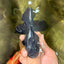 A Grade Black Oranda Male 5 inches #102326OR_13
