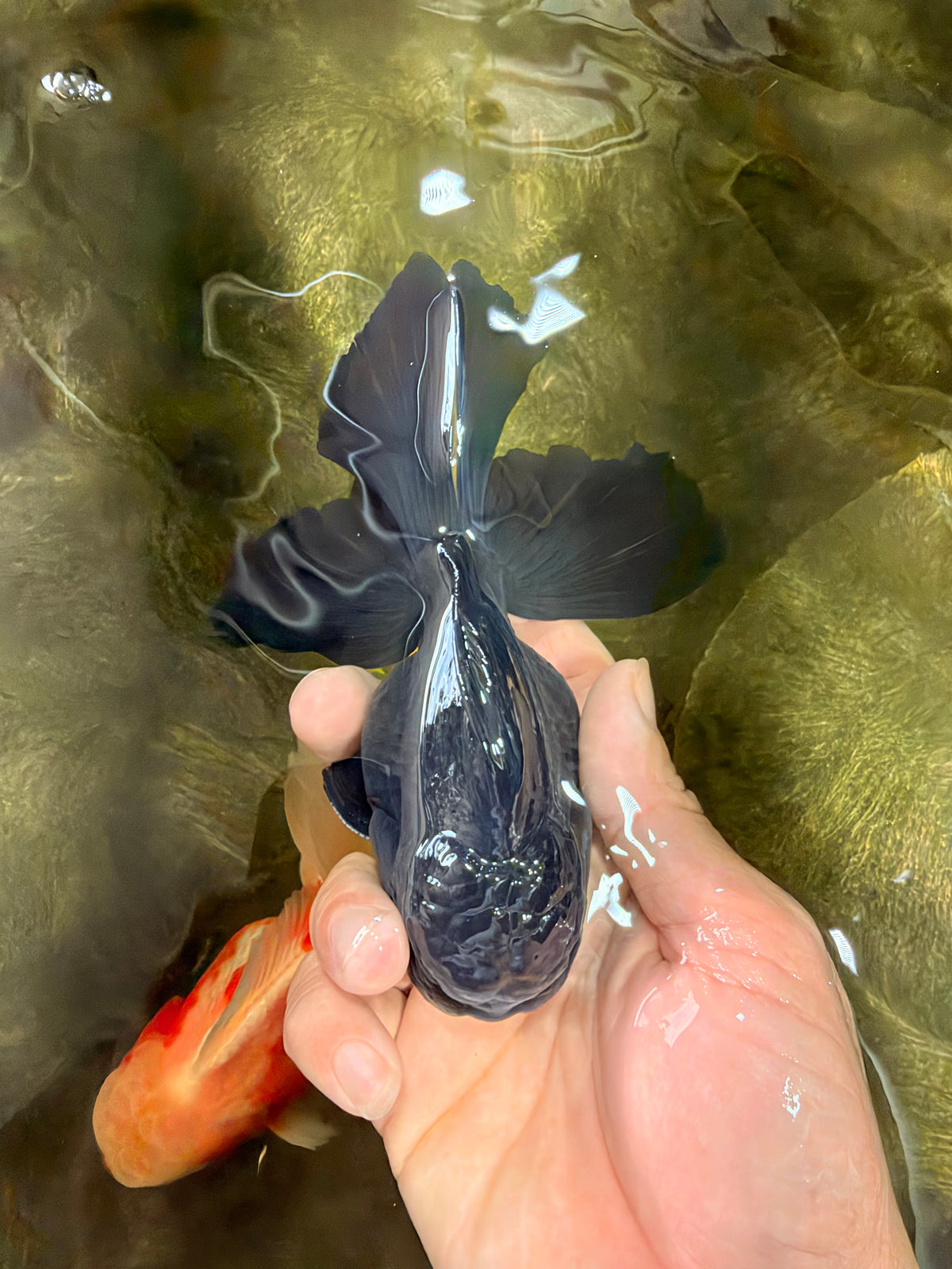A Grade Black Oranda Male 5 inches #102326OR_13