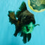GODZILLA AAA Grade Black Oranda Male 6.5-7 inches #073126OR_01
