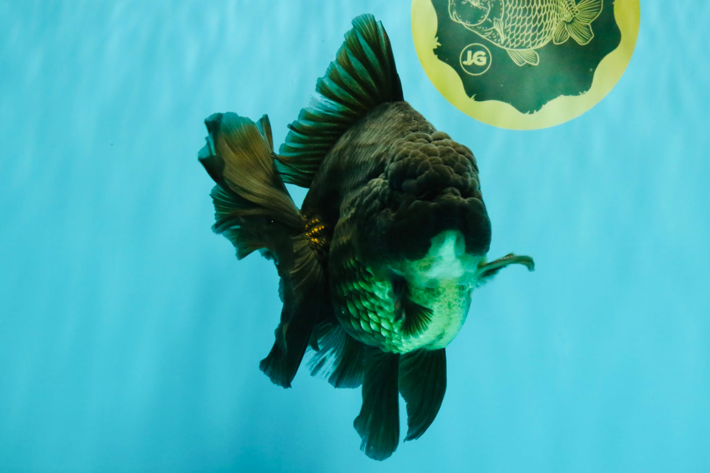 GODZILLA AAA Grade Black Oranda Male 6.5-7 inches #073126OR_01