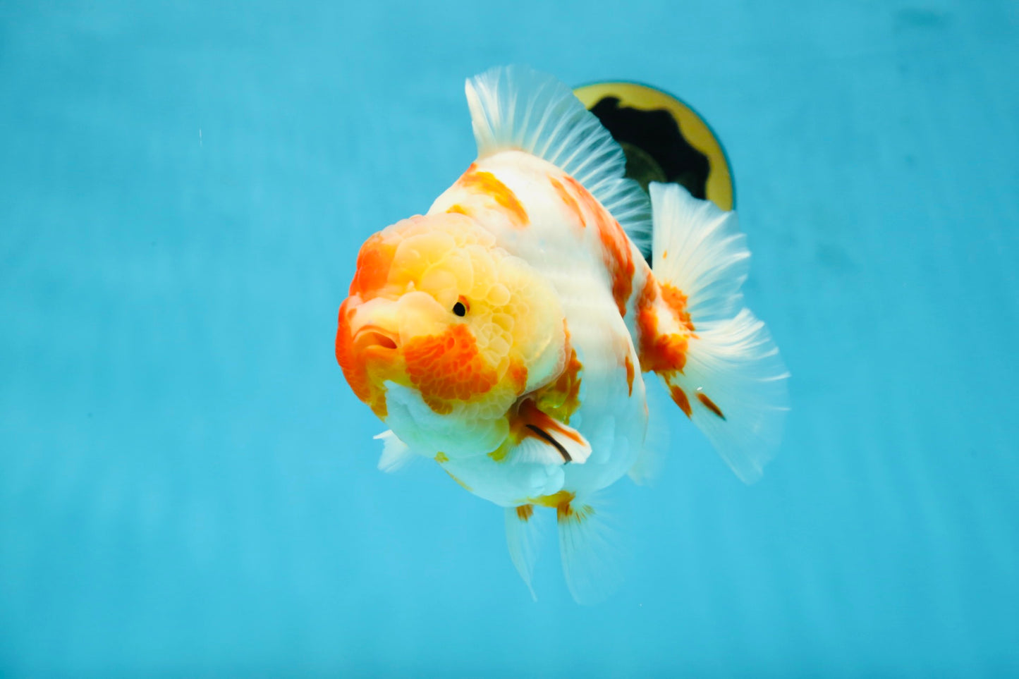 A Grade Kohaku Sakura Yuanbao Male 5.5 inches #052325YB_25