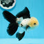 AAA Grade Panda Button Eyes Oranda Male 5 inches #0913OR_08