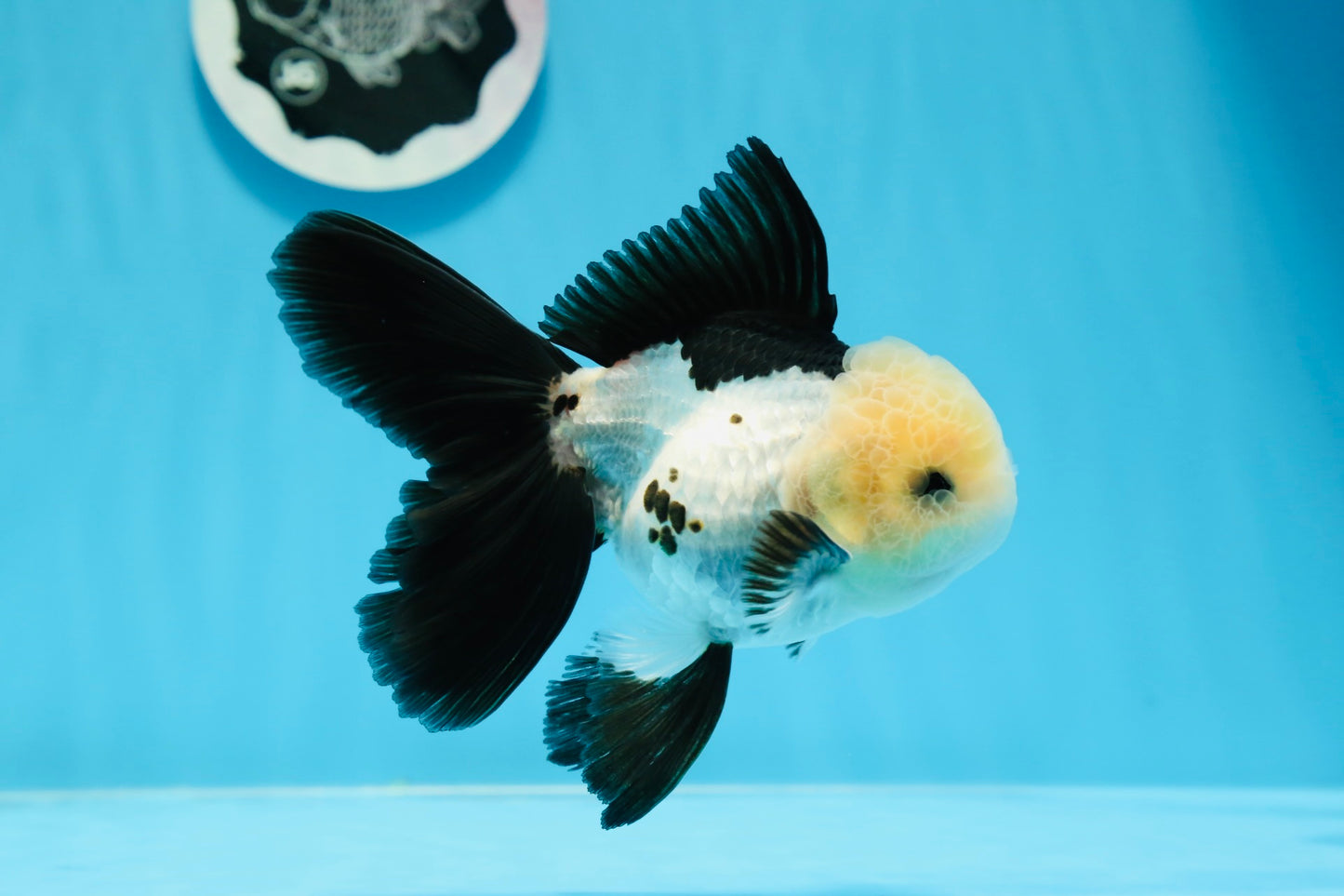 AAA Grade Panda Button Eyes Oranda Male 5 inches #0913OR_08