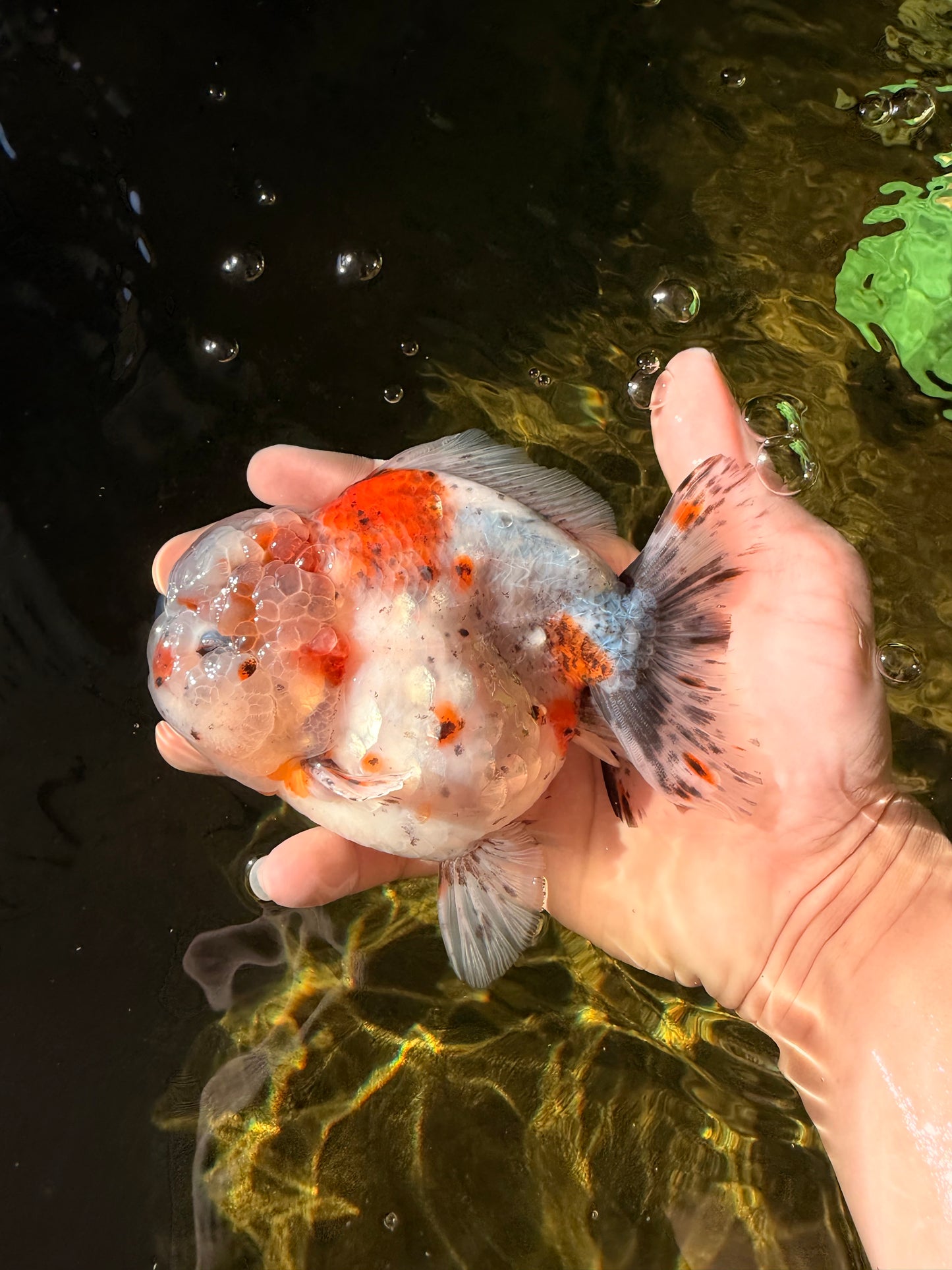 A Grade Calico Yuanbao Male 5-5.5 inches #032026YB_17