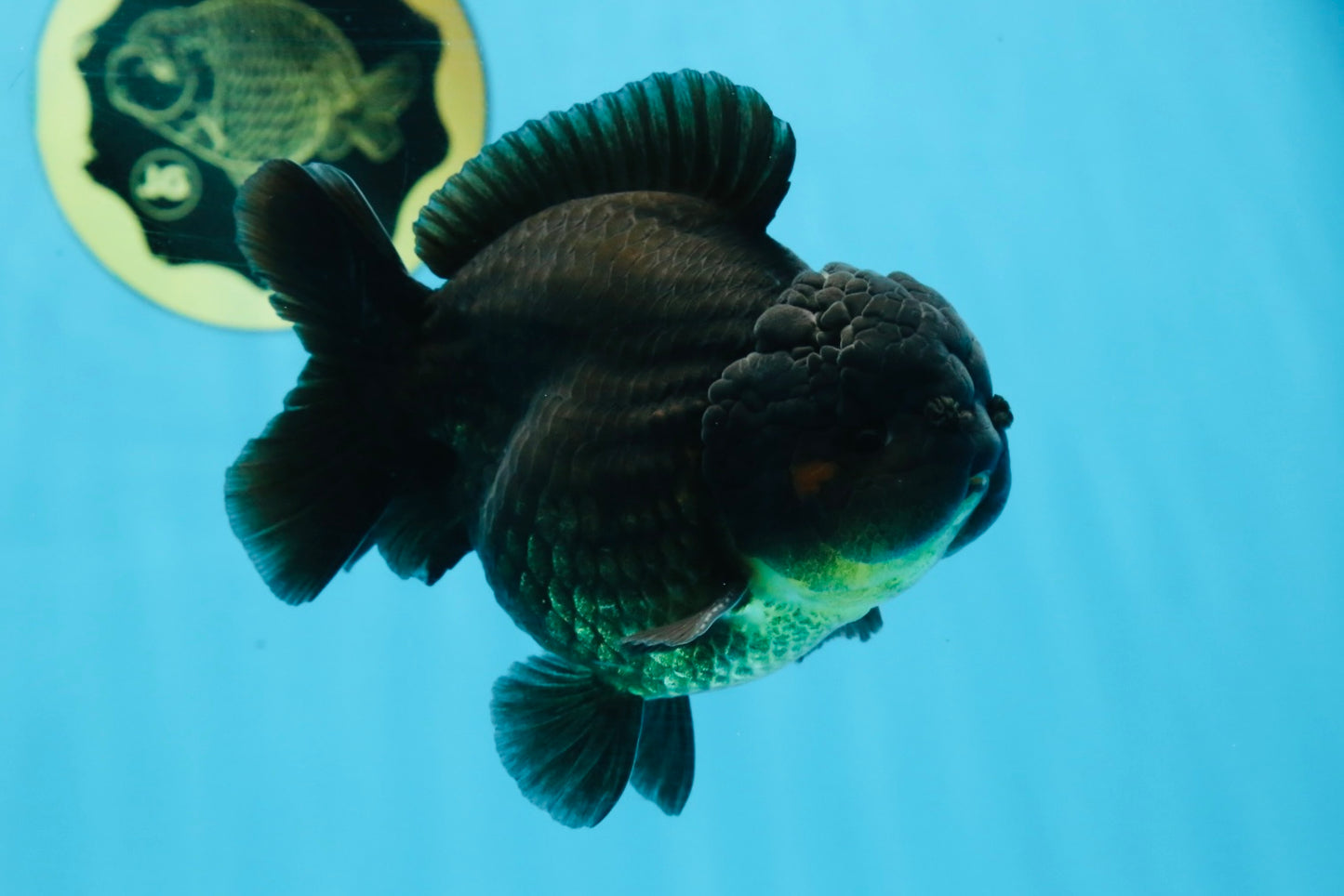 TOOTHLESS A Grade Black Yuanbao Male 4.5 inches #101725YB_32