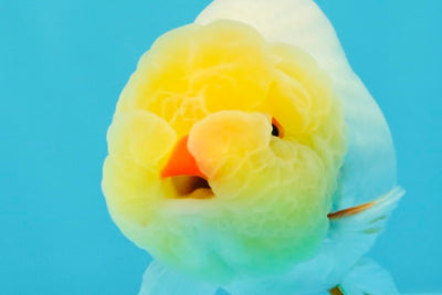 CHICKIE AAA Grade Red White Lipstick LionKing 4-4.5 inches #031326LC_11