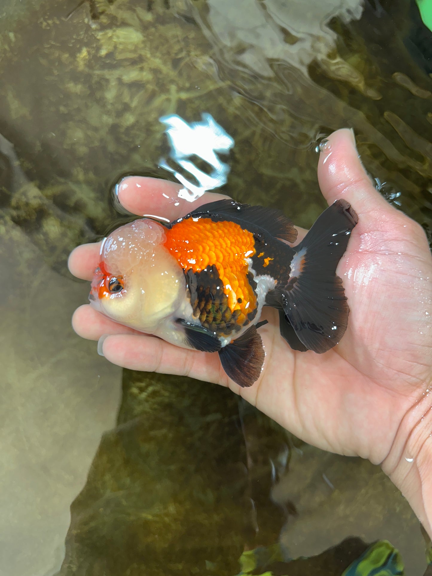A Grade Adorable Pompom Tricolor Yuanbao Male 4-4.5 inches #071125YB_19