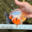 AAA Grade Marble Yuanbao Male 5-5.5 inches #100226YB_08