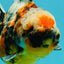 AAA Grade Marble Calico Yuanbao Female 5.5 inches #041726YB_19