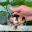 Panda Button Eyes Oranda Male 4-4.5 inches #0913OR_04