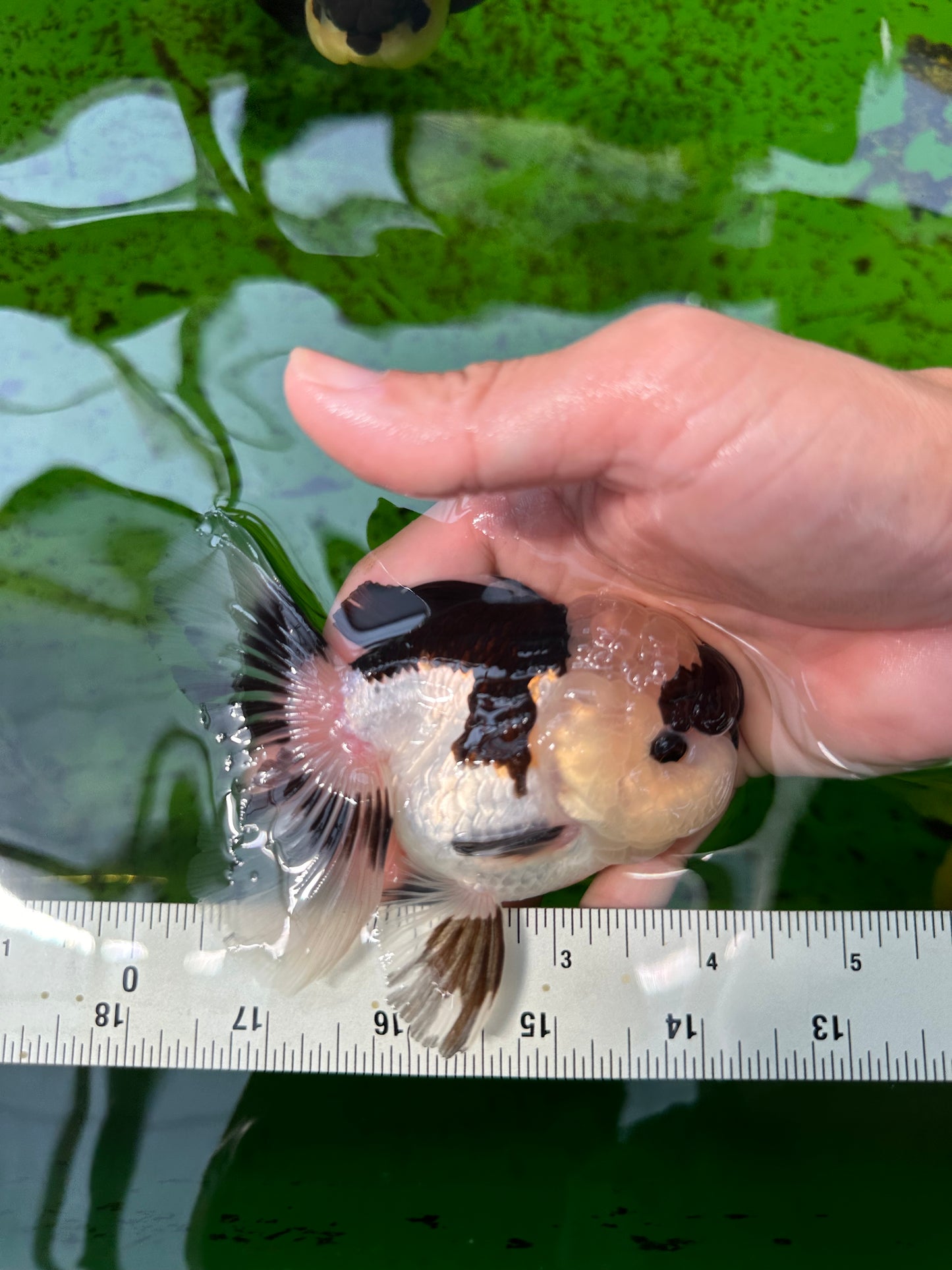 Panda Oranda macho de ojos de botón de 4 a 4,5 pulgadas n.° 0913OR_04