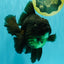 GODZILLA AAA Grade Black Oranda Male 6.5-7 inches #073126OR_01