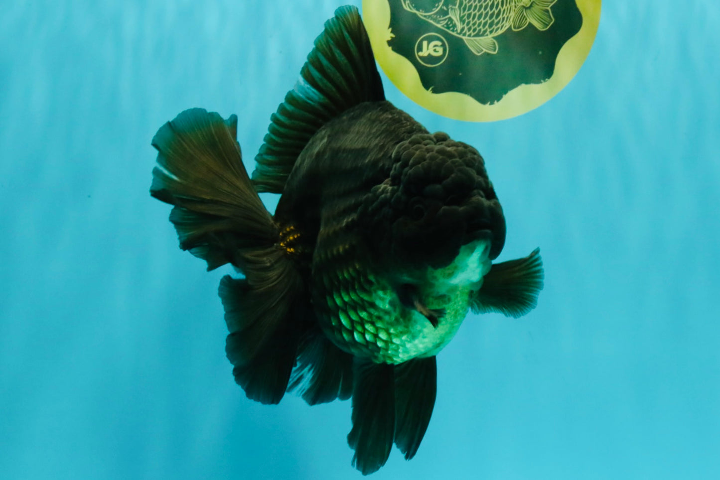 GODZILLA AAA Grade Black Oranda Male 6.5-7 inches #073126OR_01