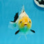 A Grade Lemonhead Button Eyes Yuanbao Male 4.5 inches #0913YB_25