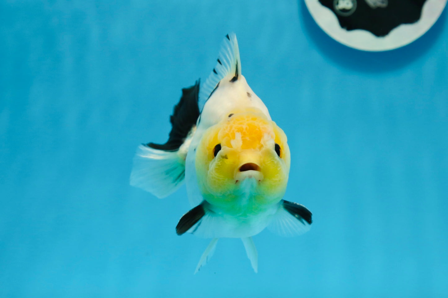 A Grade Lemonhead Button Eyes Yuanbao Male 4.5 inches #0913YB_25