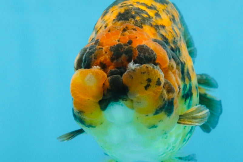 A Grade Tiger LionQueen 5.5 inches #112125LC_05