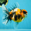 A Grade Ink Tiger Oranda Male 5-5.5 inches #050925OR_49