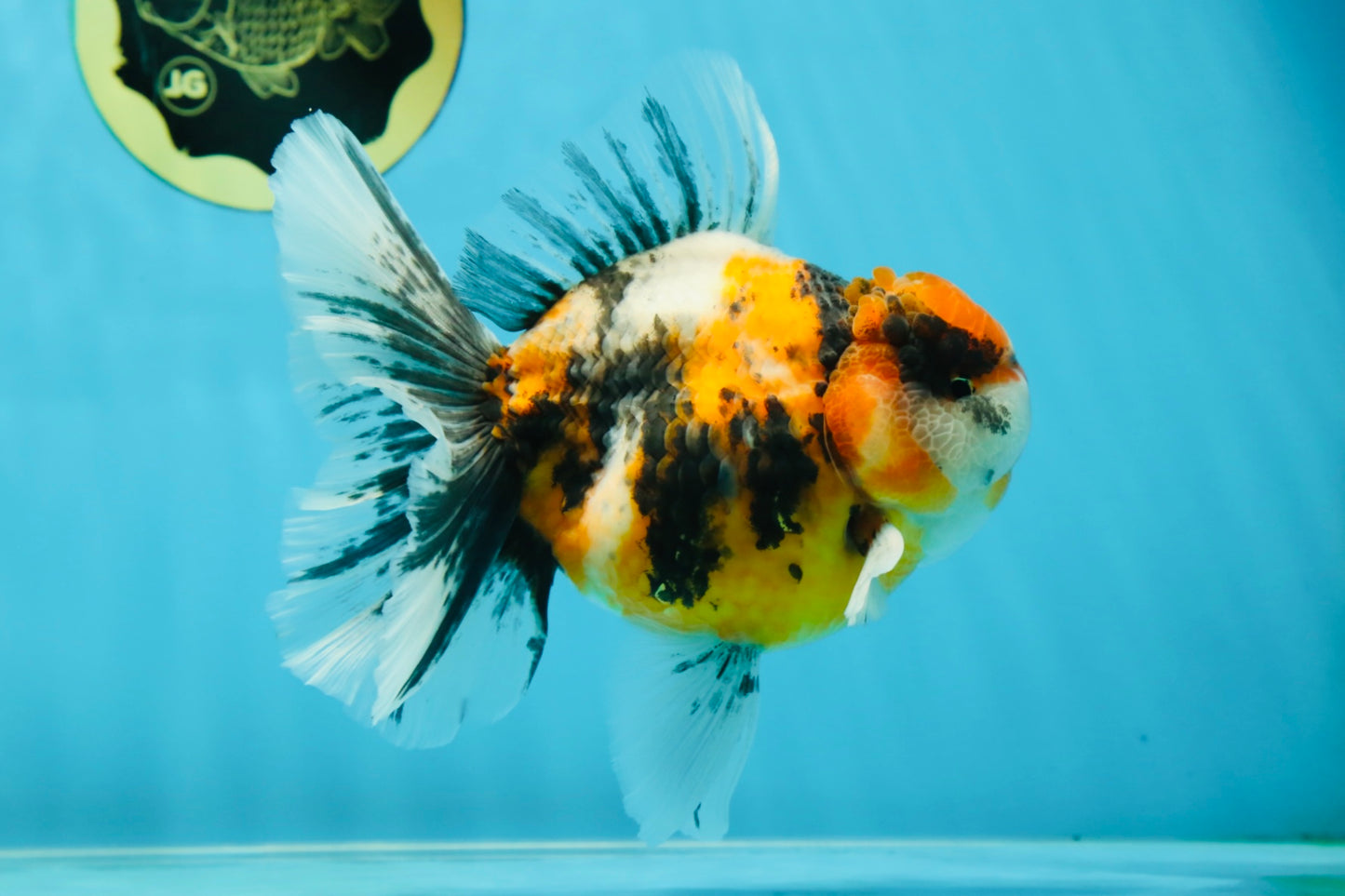 A Grade Ink Tiger Oranda Male 5-5.5 inches #050925OR_49