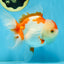 A Grade SUPER CUTE Red White Oranda Female 6 inches #082925OR_10