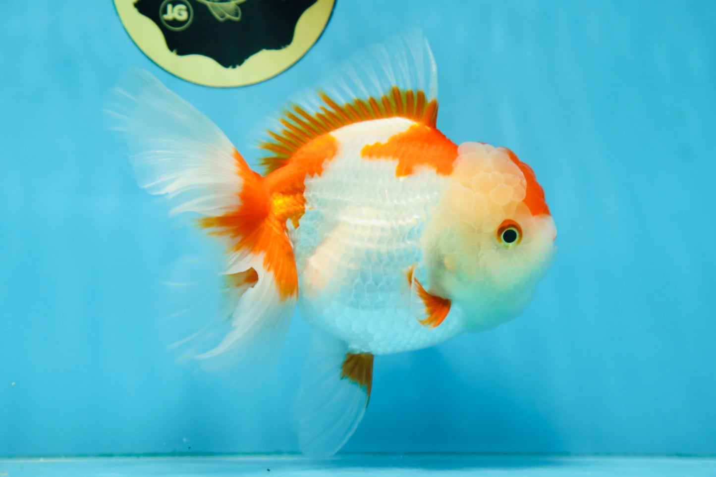 A Grade SUPER CUTE Red White Oranda Female 6 inches #082925OR_10
