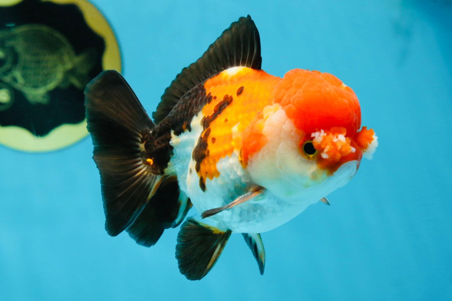 A Grade PomPom Tricolor Yuanbao Male 4-4.5 inches #060625YB_08