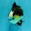 Tricolor Oranda Female 5.5 inches #082126OR_12