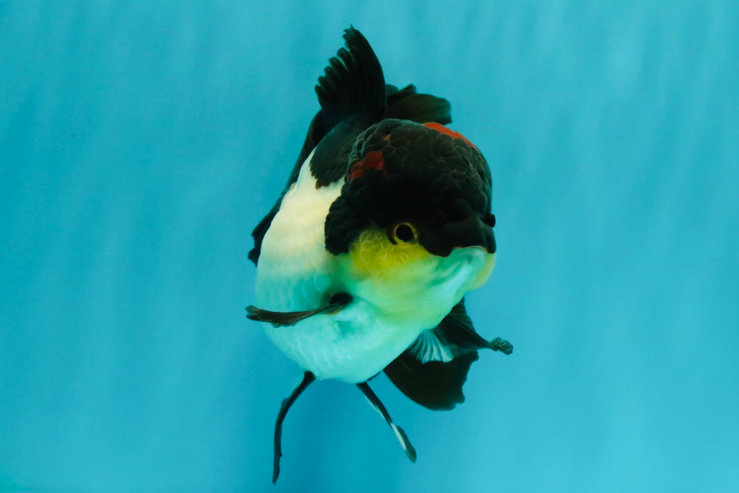 Tricolor Oranda Female 5.5 inches #082126OR_12