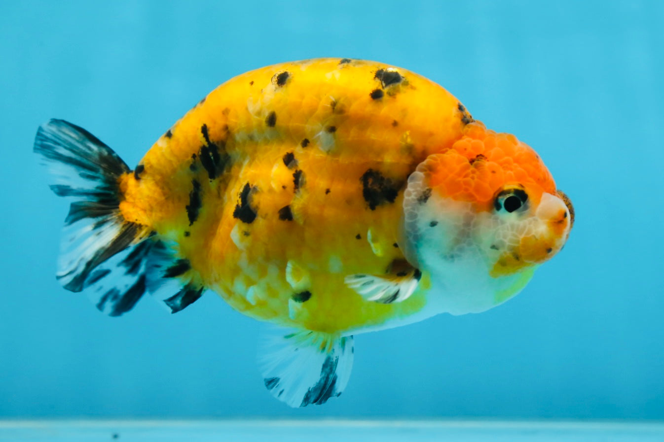 Tiger Lionchu Female 4.5 inches #062025LC_13