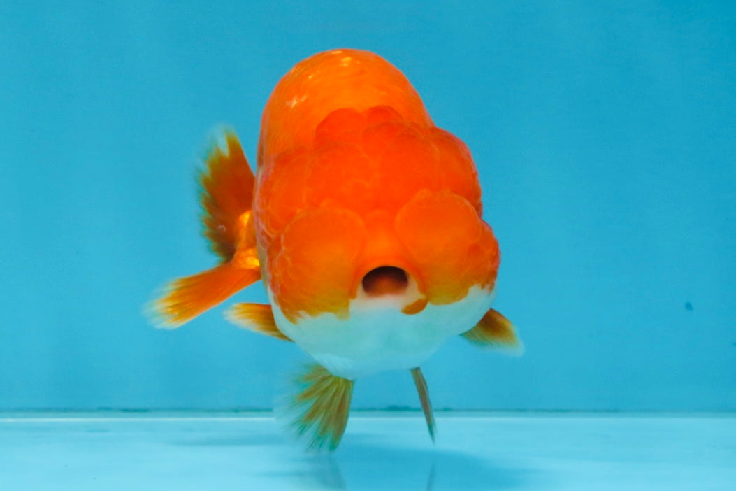 A Grade Red White LionQueen 4 inches #112825LC_07