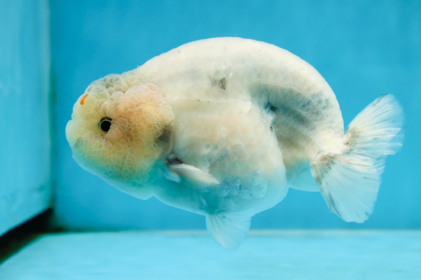 A Grade Marble LionKing 5 inches #071125LC_05