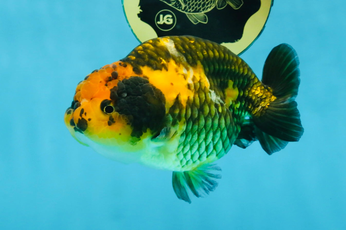 A Grade Chinese Apache Ranchu 4.5-5 inches #110725RC_12