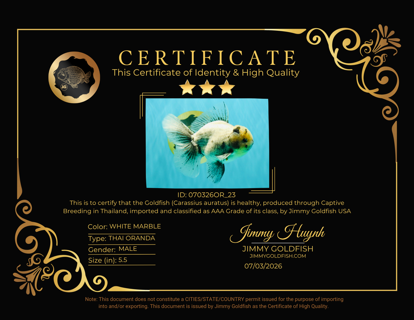AAA Grade White Marble Oranda Male 5.5 inches #070326OR_23