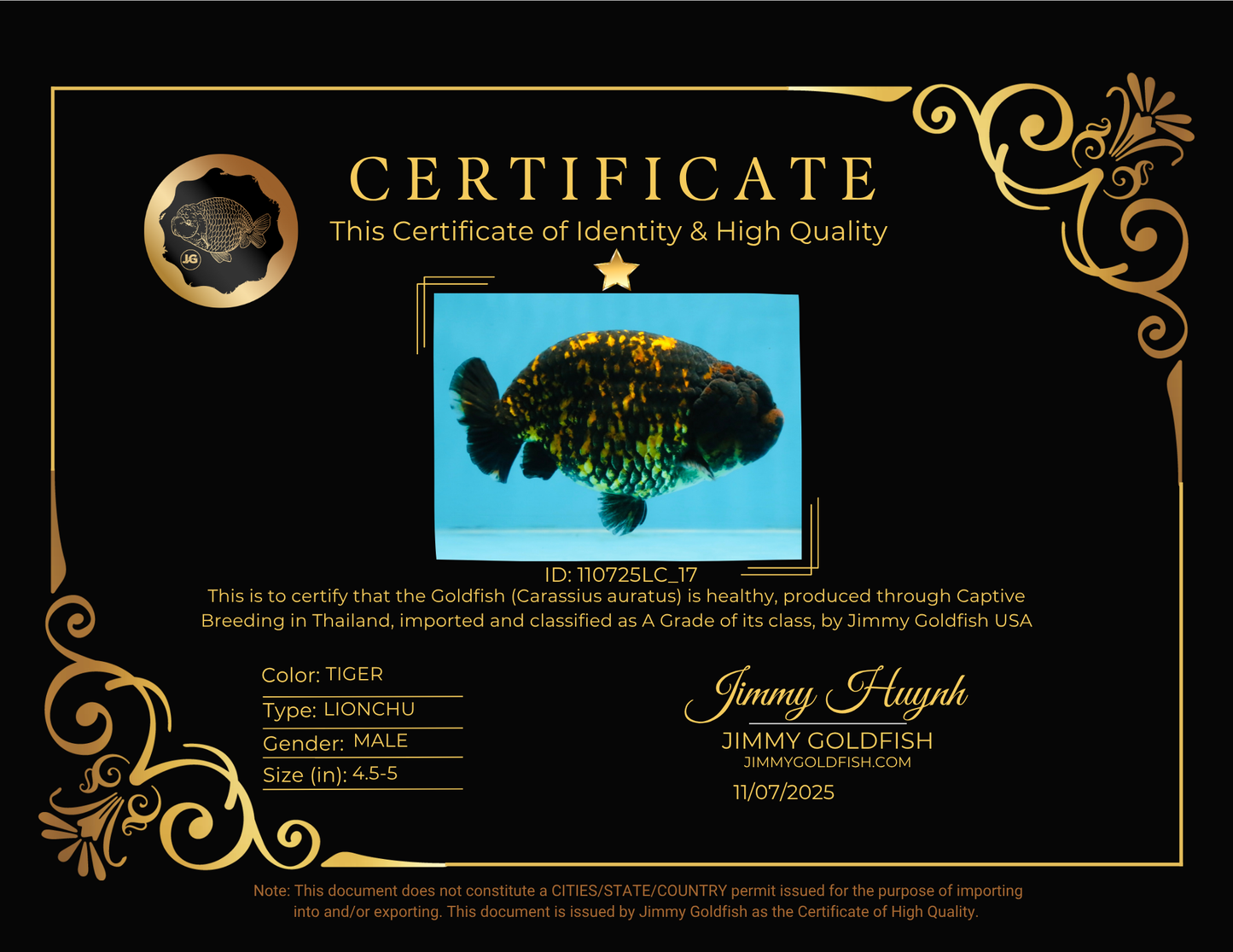 A Grade Tiger LionKing 4.5-5 inches #110725LC_17