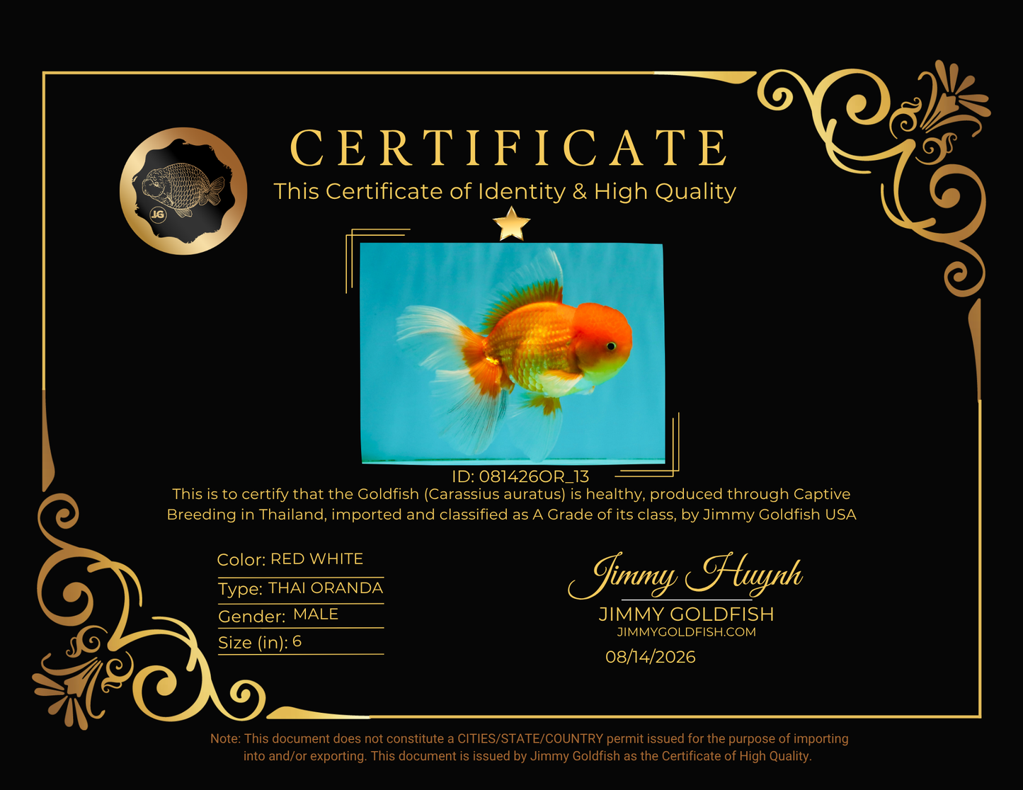 A Grade Red White Oranda Male 6 inches #081426OR_13