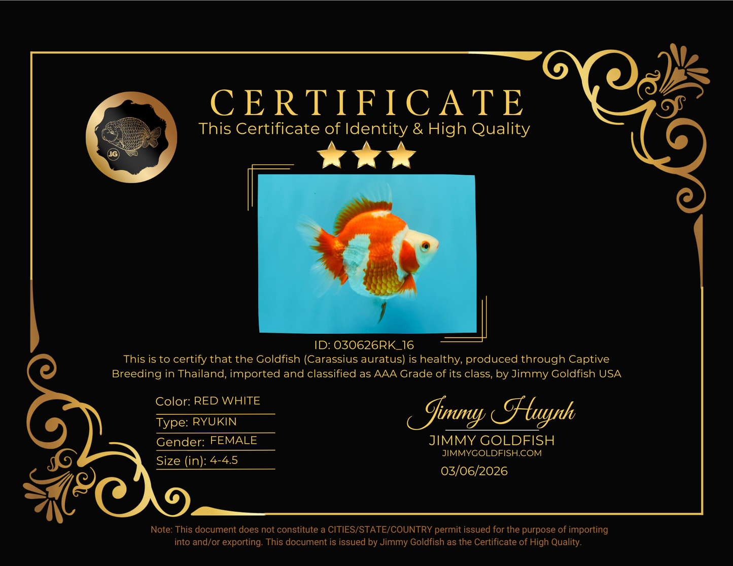 AAA Grade Red White Ryukin Female 4-4.5 inches #030626RK_16