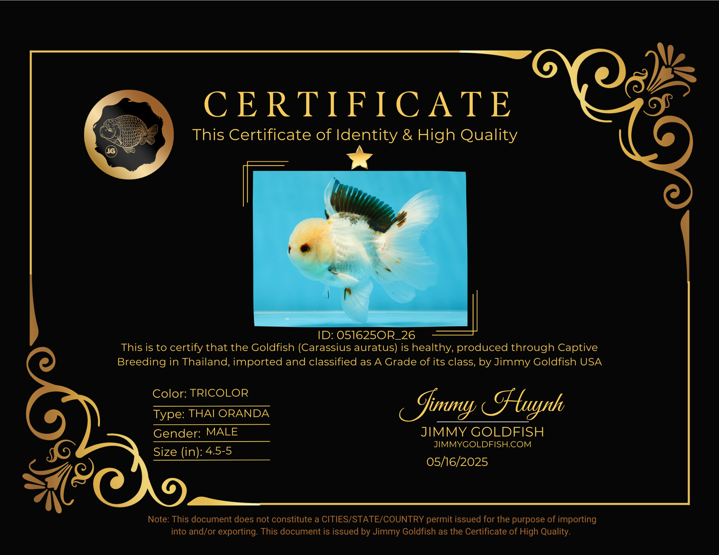 A Grade Tricolor Oranda Male 4.5-5 inches #051625OR_26