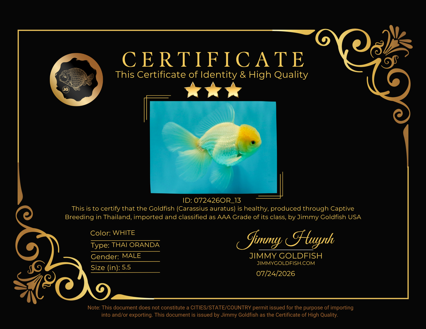 AAA Grade White Oranda Male 5.5 inches #072426OR_13