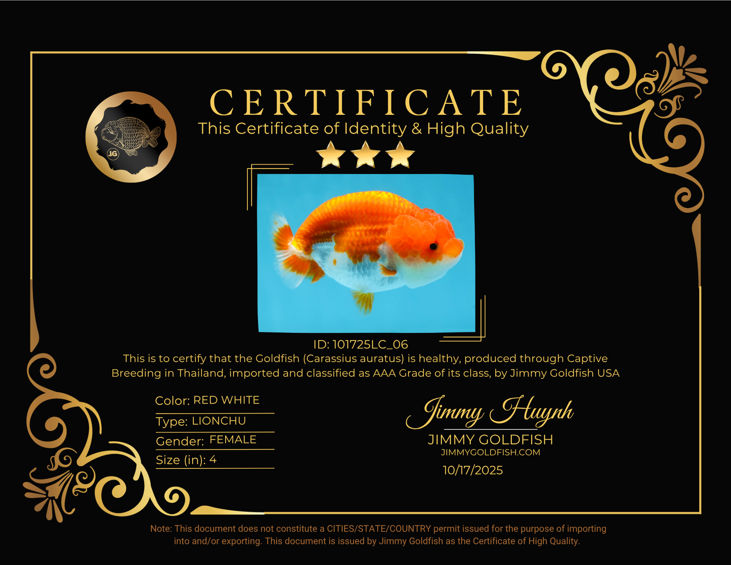 BIG WEN AAA Grade Red White LionQueen 4 inches #101725LC_06