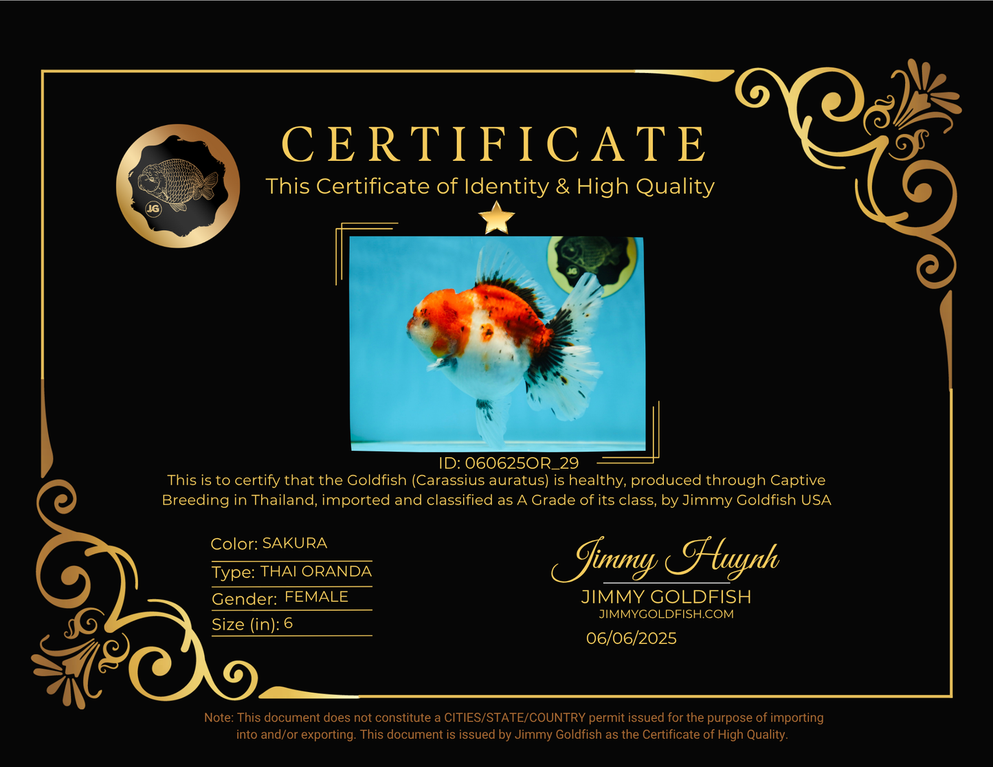 A Grade Sakura Oranda Female 6 inches #060625OR_29