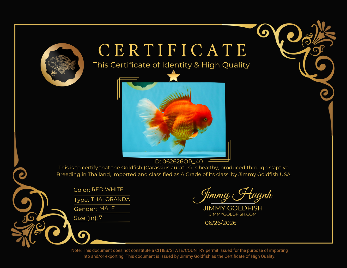 JUMBO A Grade Red White Oranda Male 7 inches #062626OR_40