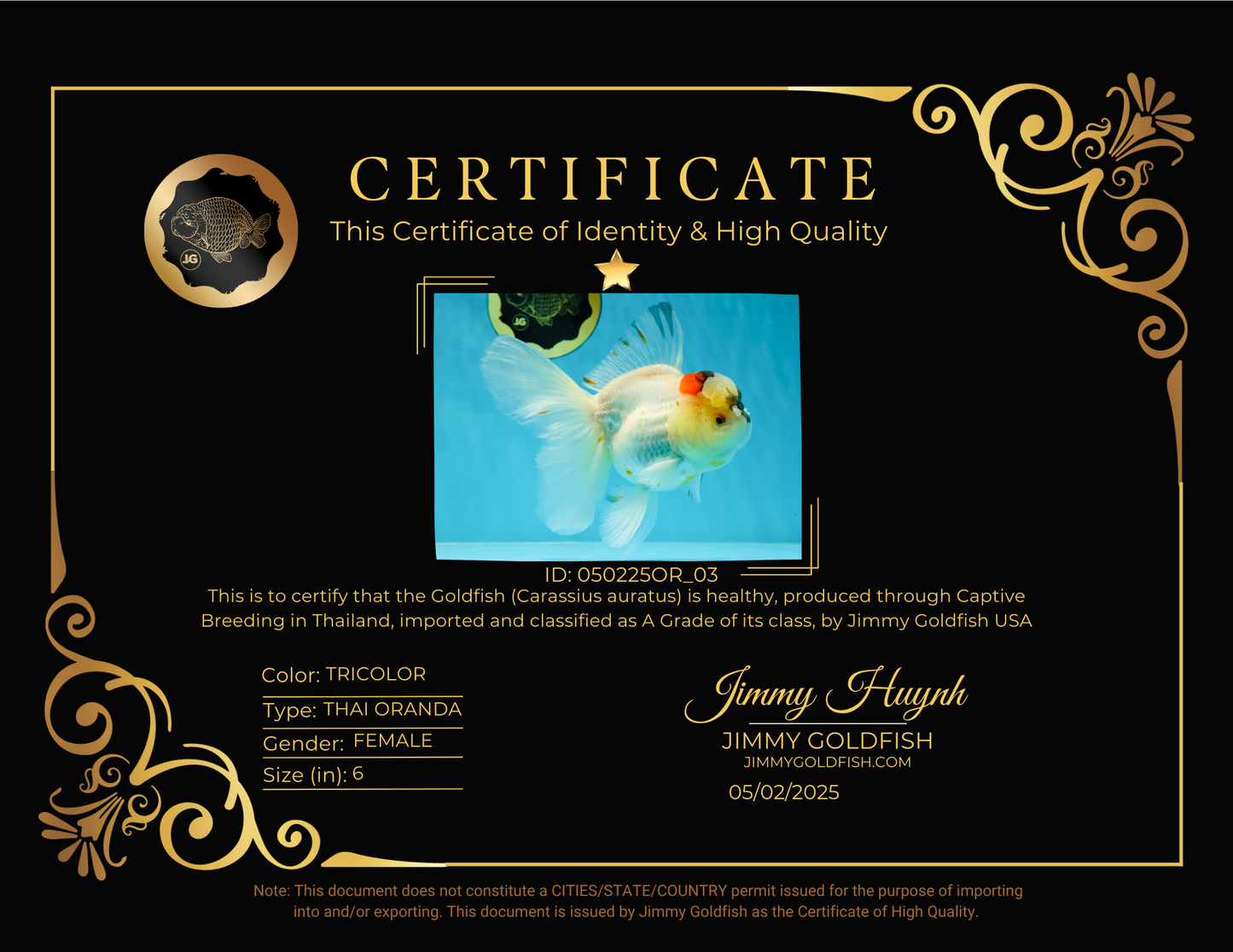 A Grade Unique Tricolor Oranda Female 6 inches #050225OR_03